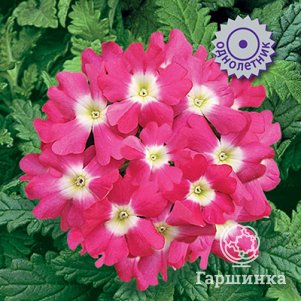 

Вербена Тускани Роуз виз Ай 10, Семена Поиск