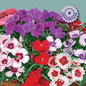 

Гвоздика Диана Микс 10, Семена Поиск