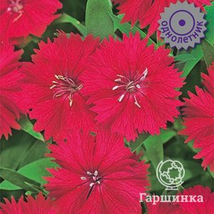 Гвоздика Кармин Роуз 10 (Телстар), Семена Поиск