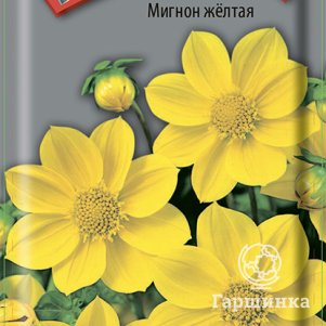 

Георгина Мигнон желтая 0,2 г, Семена Поиск