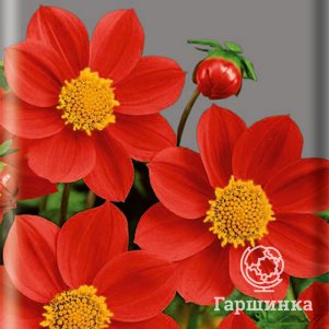 

Георгина Мигнон красная 0,2 г, Семена Поиск