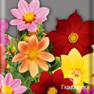 

Георгина Радуга 0,3 г, Семена Поиск