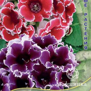 

Глоксиния Жизель 5, Семена Поиск