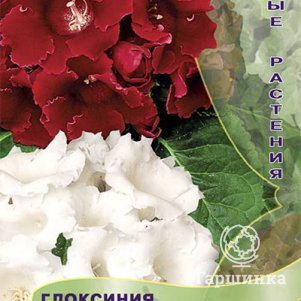 

Глоксиния Жозефина 5, Семена Поиск