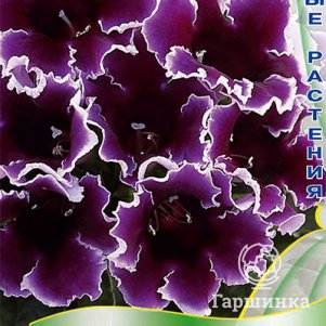 Глоксиния Блю Пикоти 5 (Импресс), Семена Поиск