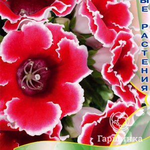 

Глоксиния Ред Пикоти 5 (Импресс), Семена Поиск