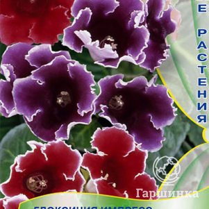 

Глоксиния Формула Микс 5 (Импресс), Семена Поиск