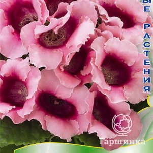 

Глоксиния Харизма Розовая 5, Семена Поиск