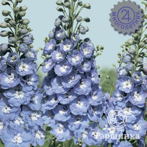 

Дельфиниум высокий Мэджик Фонтэйнс Скай Блю Вайт Би 10, Поиск