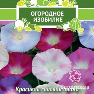 

Ипомея Дружба 1, Поиск