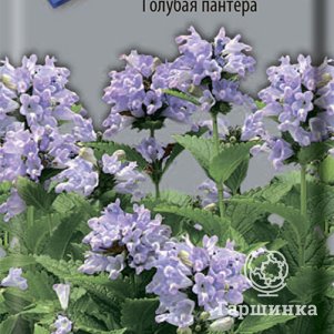 

Котовник Голубая пантера 10, Поиск