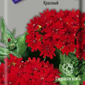 

Лихнис Красный 0,1, Поиск
