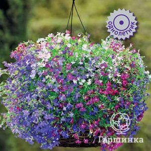 

Лобелия ампельная Регата Микс 10, Семена Поиск