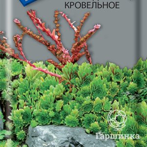 

Молодило кровельное 0,01 г, Семена Поиск