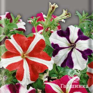 Петуния Старс микс 0,1 г,  Семена Поиск