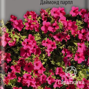 Петуния Даймонд Парпл 5 F1 ампельная, Семена Поиск