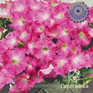 Петуния Роузи Дон F1 ампельная (серия Изи Вейв) 5, Семена Поиск