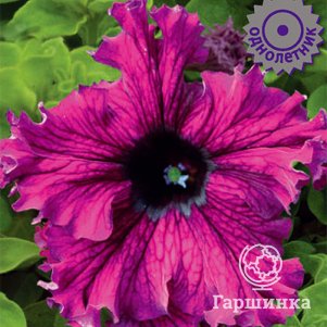 

Петуния Эспрессо Фраппе Руби бахромчатая 10, Семена Поиск