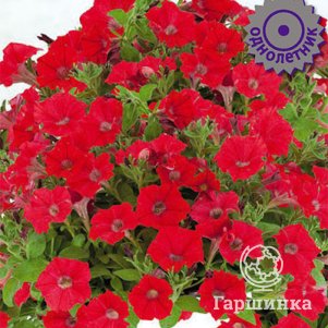 Петуния Пендолино Скарлет гибридная 5, Семена Поиск