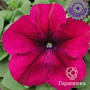 

Петуния Танго Бордовая крупноцветковая 15, Семена Поиск