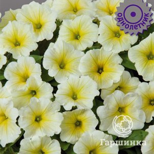 Петуния мультифлора Джоконда Лайм Еллоу 10 Поиск 199₽