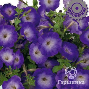 

Петуния мультифлора Джоконда Сатурн Блю 10, Поиск