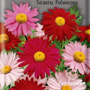 

Пиретрум красный Гиганты Робинсона 0,2, Поиск