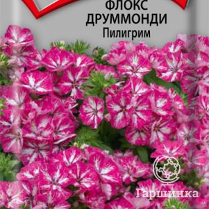 

Флокс Пилигрим Друммонди 0,1 г, Семена Поиск