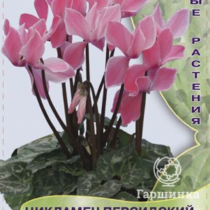 

Цикламен Двуцветный 2 персидский мини, Семена Поиск