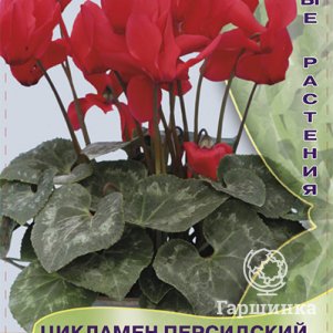 

Цикламен Красный 2 персидский мини, Семена Поиск