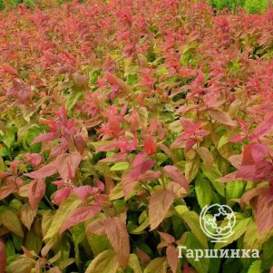 

Спирея Макрофила