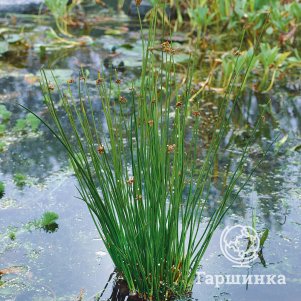 

Ситник развесистый