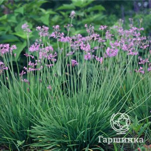 

Тульбагия фиолетовая