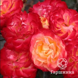 

Роза Файрберд флорибунда, Кордес (лиц)