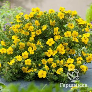 

Лапчатка кустарниковая Хендлин