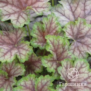 

Гейхера Биркин