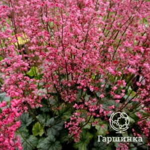 

Гейхера Флауэр Пауэр