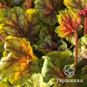 

Гейхера Хэппи Истер