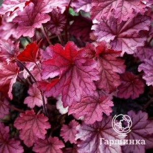 

Гейхера Корал Берри