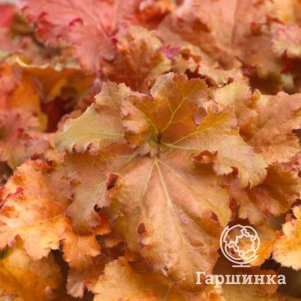 

Гейхера Годжиберри