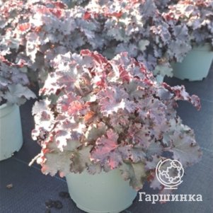 

Гейхера Принцесса Диана