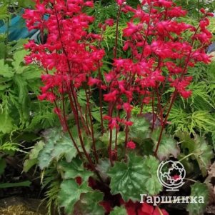 

Гейхера Принцесса Нина