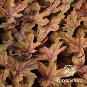 

Гейхерелла Арт Деко