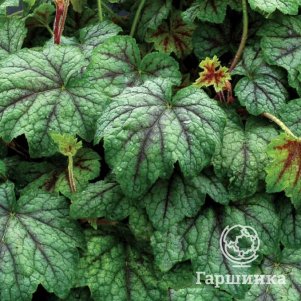 

Гейхерелла Глейсер Фоллс