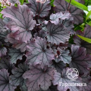 

Гейхерелла Индиго Фрост