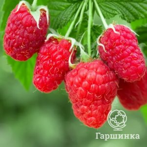 Малина Гордость России (Исполин) бесшипная