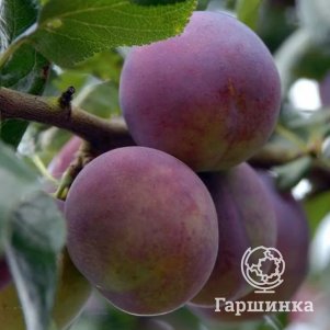 

Слива Конфетная