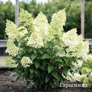 

Гортензия Мэджикал Матерхорн метельчатая