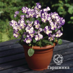 

Виола рогатая Ребекка Которн