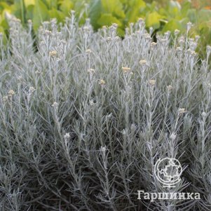 

Гелихризум итальянский Толл Карри